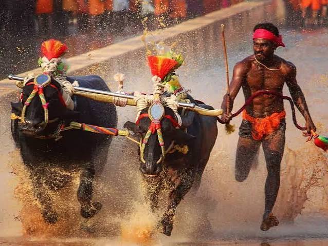 Kambala in Mangalore