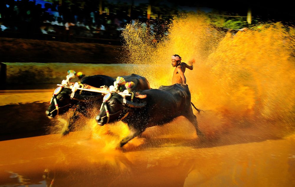 kambala in Udupi